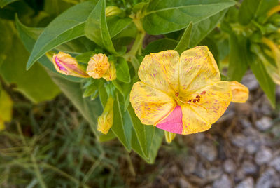 Close-up of yellow flowering plant