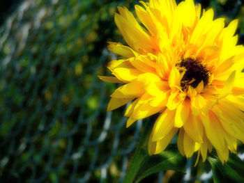 Close-up of yellow flower