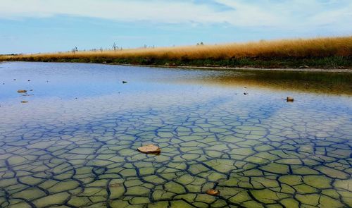 High angle view of leaf floating on lake