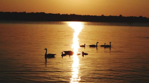 Silhouette swans swimming in lake against sky during sunset