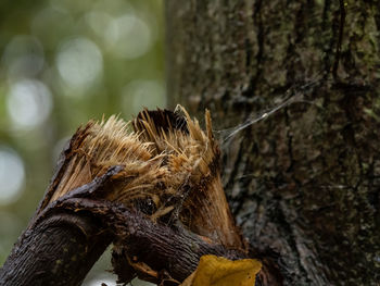 Close-up of tree trunk