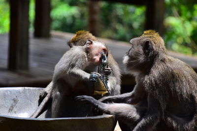Monkeys sitting outdoors
