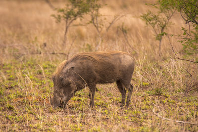 Side view of an animal on field