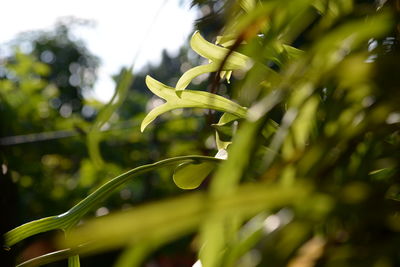 Close-up of fresh green plant