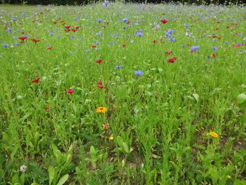 Flowers growing in field