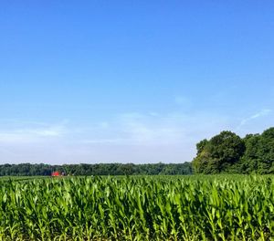 Scenic view of agricultural field against blue sky