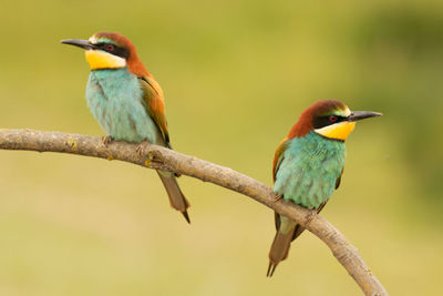 Bird perching on branch