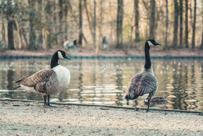 Ducks on a lake