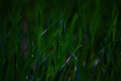 Close-up of fresh green leaf