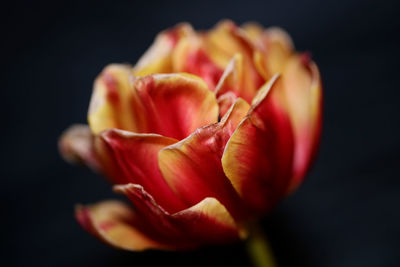 Close-up of red rose against black background