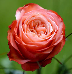 Close-up of rose flower