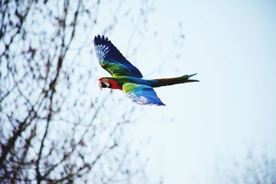 Low angle view of bird flying