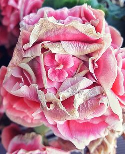 Close-up of pink rose blooming outdoors