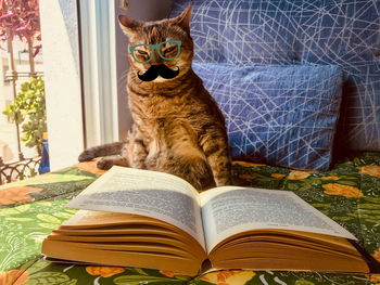 Cat sitting on book at home