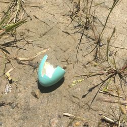 High angle view of crab on sand
