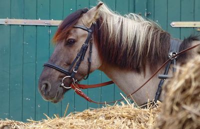 Horse in ranch