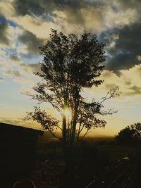 Silhouette tree against sky during sunset