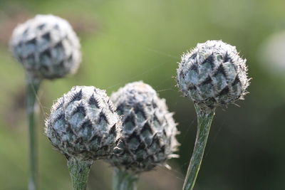 Close-up of flower plant