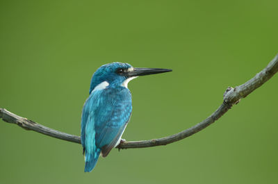 Close-up of bird perching on branch