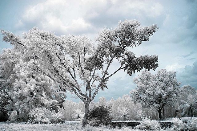 sky, tree, cloud - sky, tranquility, tranquil scene, snow, cloudy, nature, bare tree, cloud, low angle view, landscape, winter, cold temperature, beauty in nature, scenics, branch, day, growth, field