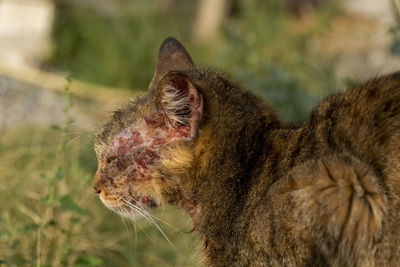 Close-up of cat