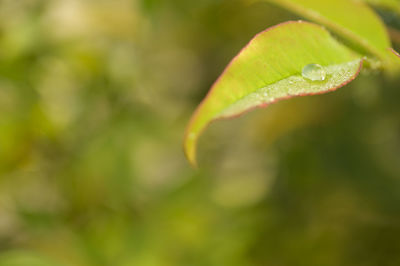 Close-up of wet plant