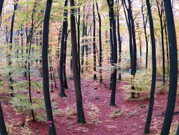 Trees in forest