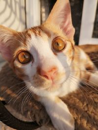 Close-up portrait of cat