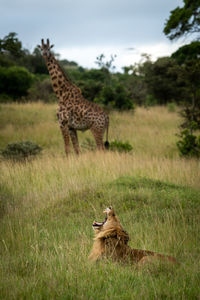Male lion yawns watched by masai giraffe