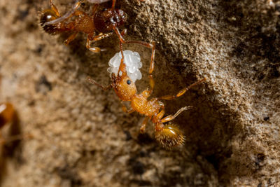 Close-up of insect