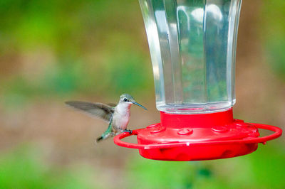 Hummingbird on bird feeder over field