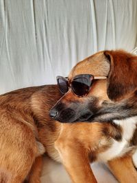 Close-up of dog wearing sunglasses