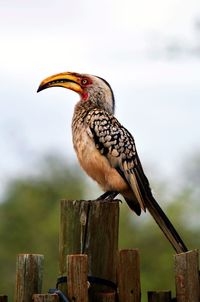 Close-up of bird perching against sky