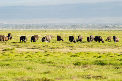 African buffalo  syncerus caffer, member of the african big five of amboseli national park in kenya.