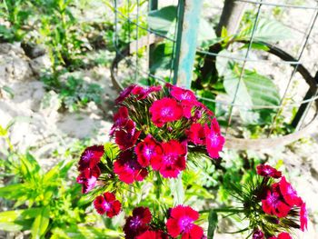 Close-up of pink rose