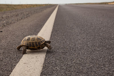 Surface level of a horse on road