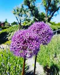 Close-up of purple flowering plant in field