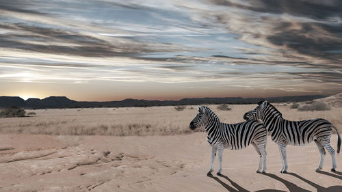 Scenic view of zebras on sand at desert against sky