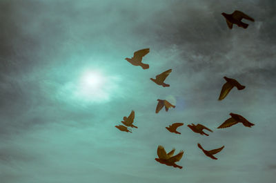 Low angle view of birds flying in sky