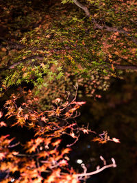 Close-up of autumn tree at night