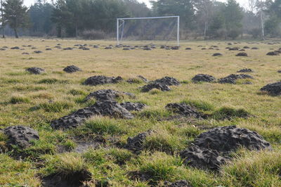 View of soccer field