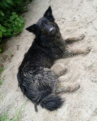 High angle view of dog lying down on land