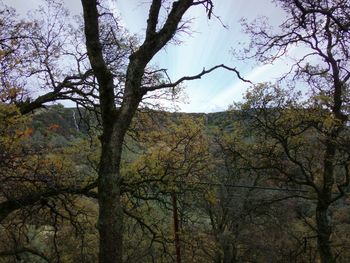 Low angle view of bare trees against sky