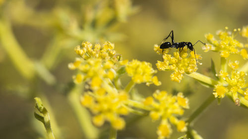 Close-up of insect on yellow flower