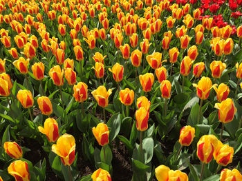 Close-up of fresh orange tulips blooming in field