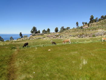 Cows grazing on field against clear sky