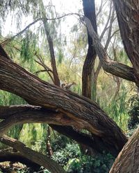 Low angle view of tree trunks in forest