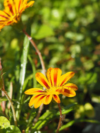 Close-up of orange flowering plant