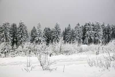 Trees on snow covered field against sky