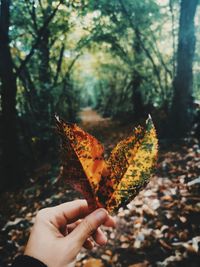 Close-up of hand holding maple leaves